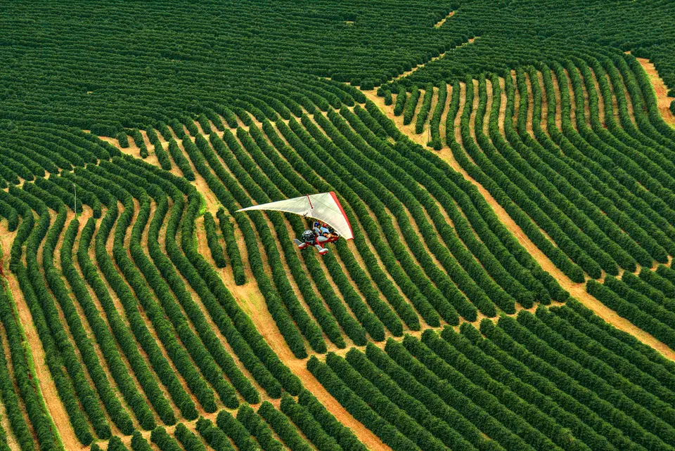Vista aérea de talhões de café