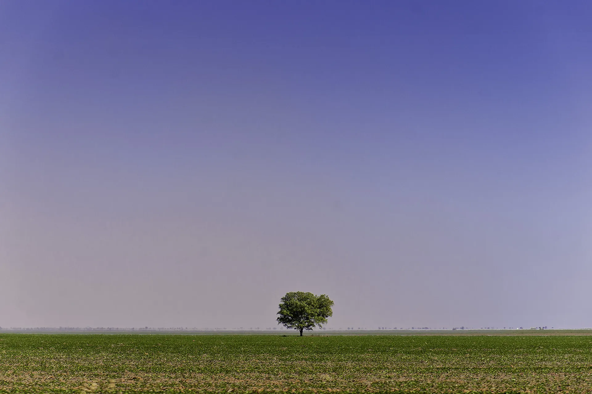 Árvore solitária em uma planície sob céu azul, no oeste da Bahia