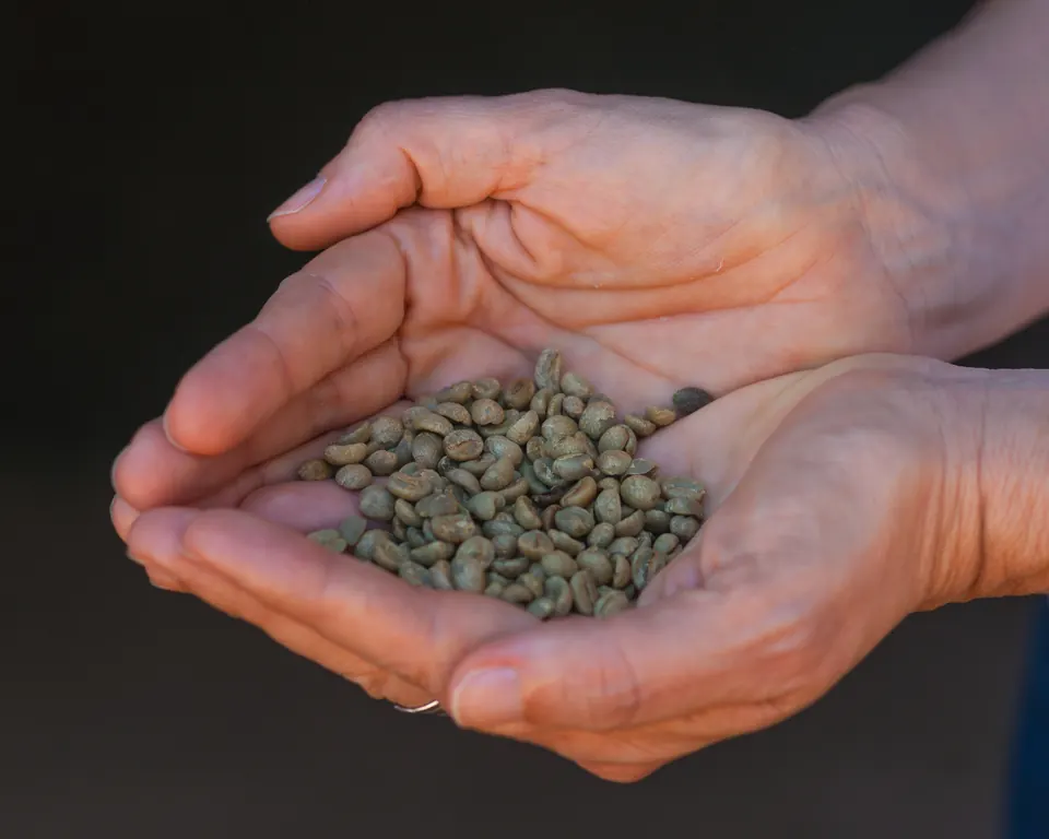 Mãos segurando grãos de café verde