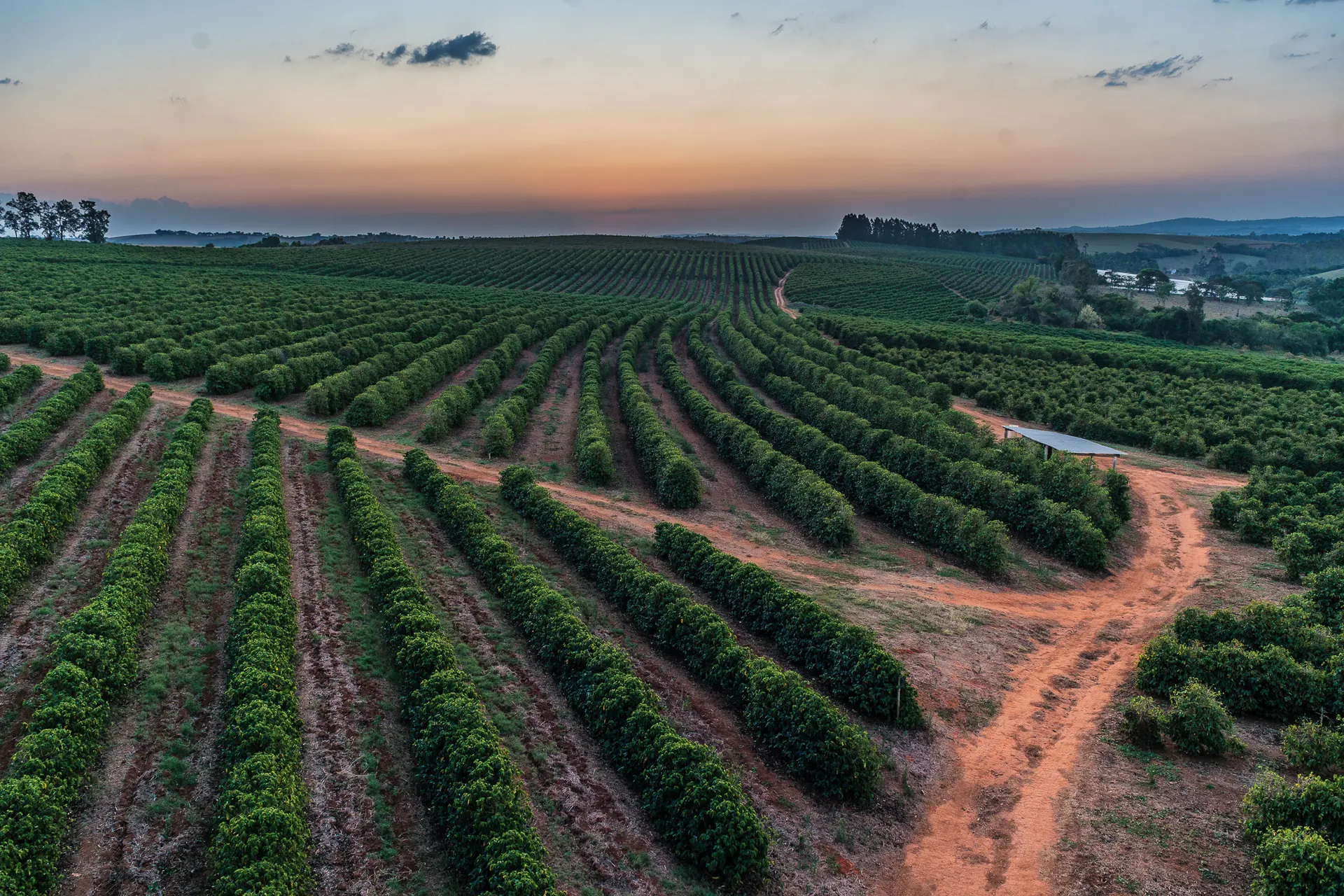 Lavoura de café em curvas de nível ao entardecer, no sul de Minas Gerais