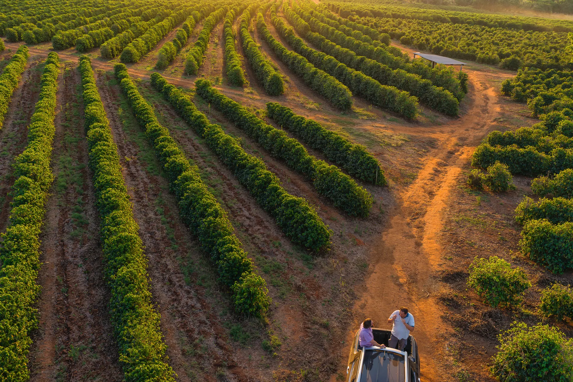 Fileiras de café em lavoura de Minas Gerais