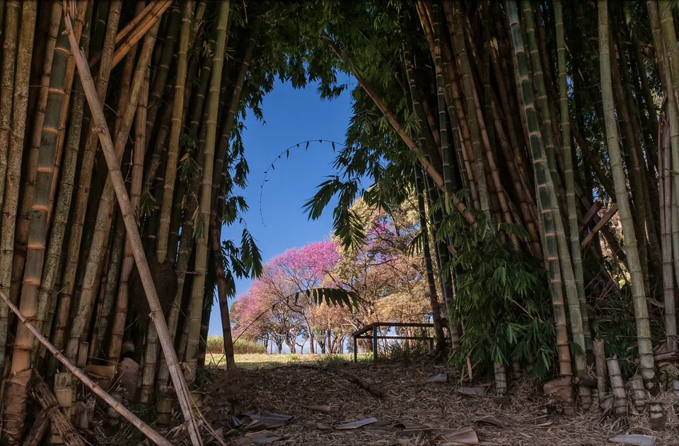Túnel de bambus que se abre para uma árvore florida