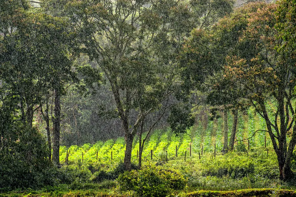 Lavoura cercada por árvores em sistema agroflorestal